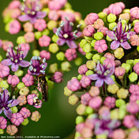 Buy canvas prints of Gold plated in hydrangea buds by Ben Delves