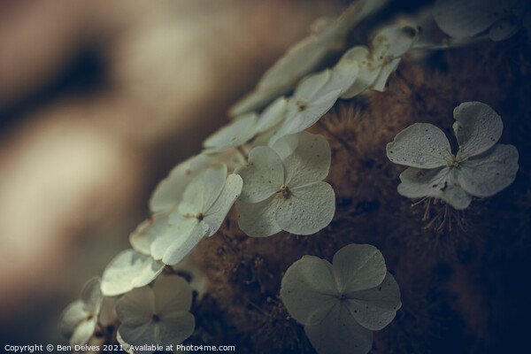 Pale hydrangea flowers macro Picture Board by Ben Delves