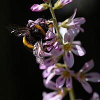 Buy canvas prints of Bumblebee pollinating by Ben Delves