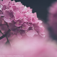 Buy canvas prints of The Enchanting Hydrangea by Ben Delves