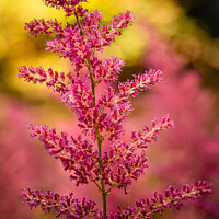 Buy canvas prints of Bright pink flowers in the woodland by Ben Delves