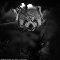 Buy canvas prints of Peeking at a red panda through the trees by Ben Delves