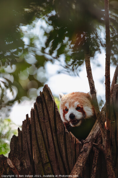 Red panda keeping watch in the tower Picture Board by Ben Delves