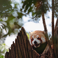 Buy canvas prints of Red panda keeping watch in the tower by Ben Delves