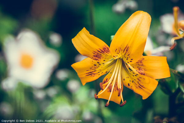 Radiant Orange Daylily in Bloom Picture Board by Ben Delves