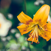 Buy canvas prints of Radiant Orange Daylily in Bloom by Ben Delves