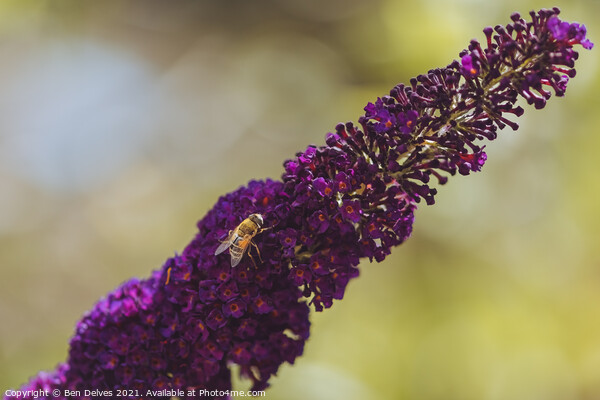Honeybee on the lavender Picture Board by Ben Delves