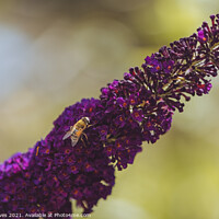 Buy canvas prints of Honeybee on the lavender by Ben Delves