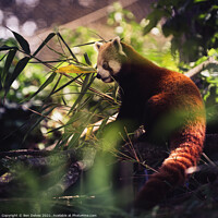 Buy canvas prints of red panda in profile by Ben Delves