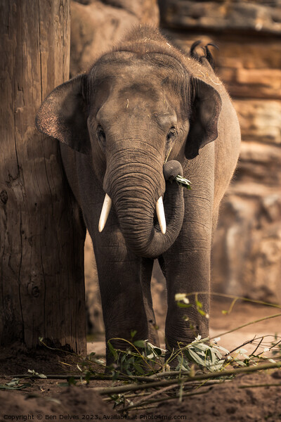 An Asian Elephant Using It's Trunk to Gather Leave Picture Board by Ben Delves