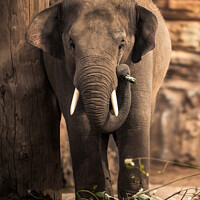 Buy canvas prints of An Asian Elephant Using It's Trunk to Gather Leave by Ben Delves