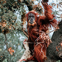 Buy canvas prints of A Beautiful Orangutan Mum and Baby by Ben Delves