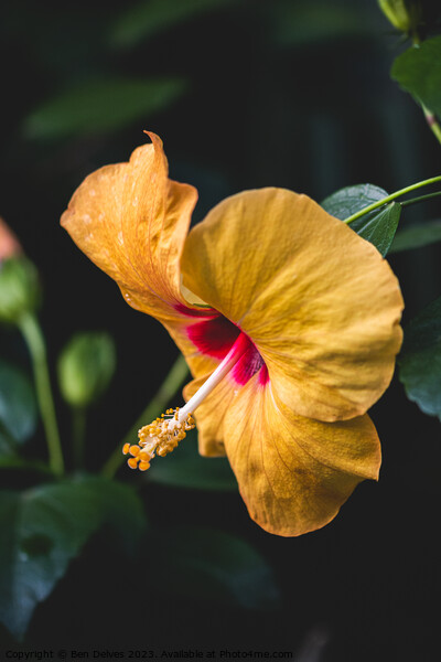 The Delicate Beauty of a Yellow Hibiscus Picture Board by Ben Delves