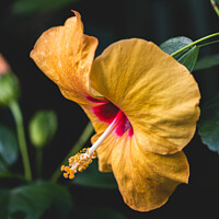 Buy canvas prints of The Delicate Beauty of a Yellow Hibiscus by Ben Delves