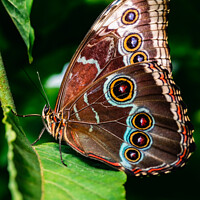 Buy canvas prints of The Mesmerizing Patterns of a Blue Morpho Butterfl by Ben Delves
