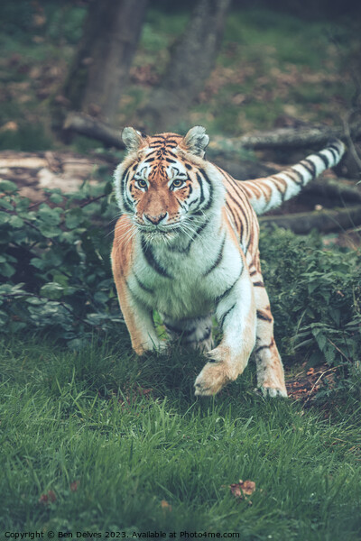The Mighty Amur Tiger Pounces Picture Board by Ben Delves