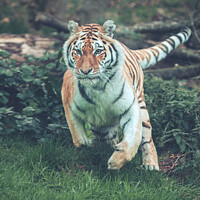 Buy canvas prints of The Mighty Amur Tiger Pounces by Ben Delves