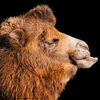 Buy canvas prints of Majestic Bactrian Camel in Profile by Ben Delves