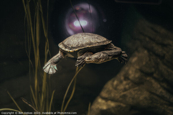 Graceful Turtle in its Underwater Realm Picture Board by Ben Delves