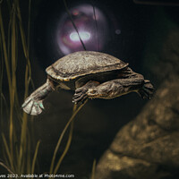 Buy canvas prints of Graceful Turtle in its Underwater Realm by Ben Delves