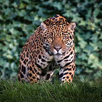 Buy canvas prints of Majestic Jaguar by Ben Delves