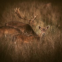 Buy canvas prints of A little deer eye contact by Ben Delves