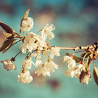 Buy canvas prints of cherry blossom from below by Ben Delves