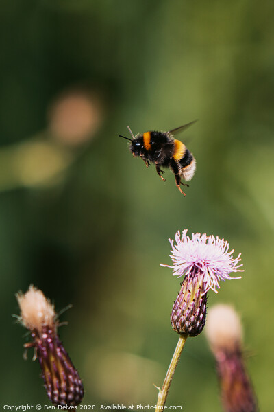 Bumblebee in mid flight Picture Board by Ben Delves