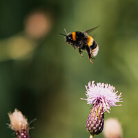Buy canvas prints of Bumblebee in mid flight by Ben Delves