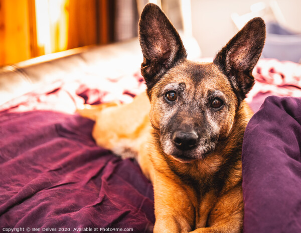 Border terrier cross on the bed Picture Board by Ben Delves