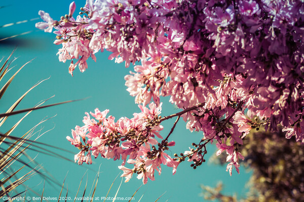 Serene Beauty of Cherry Blossom Picture Board by Ben Delves