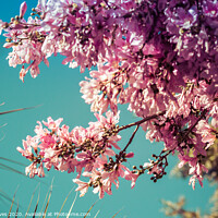 Buy canvas prints of Serene Beauty of Cherry Blossom by Ben Delves