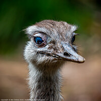 Buy canvas prints of The Majestic Rhea by Ben Delves