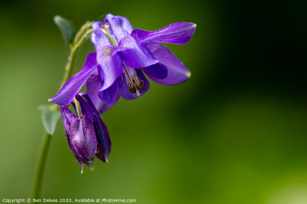 purple columbine in woodland Picture Board by Ben Delves