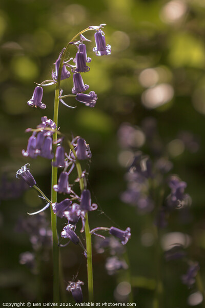 bluebell in the sunlight Picture Board by Ben Delves