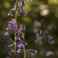 Buy canvas prints of bluebell in the sunlight by Ben Delves