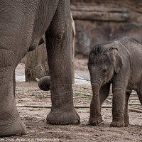 Buy canvas prints of Majestic Baby Elephant in the Wild by Ben Delves