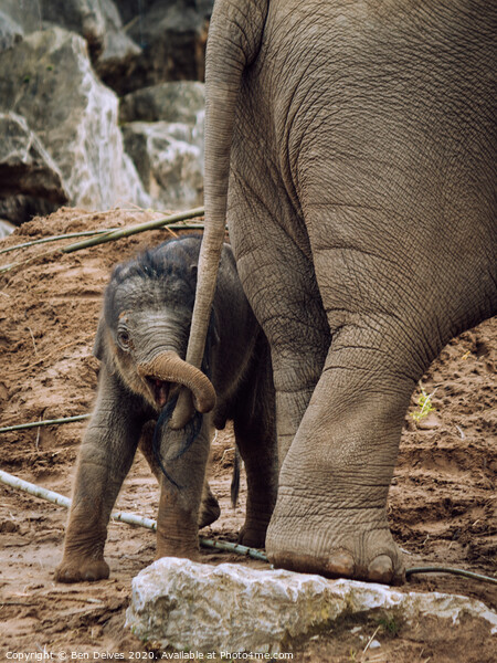 Playful Baby Elephant Tugs on Mother's Tail Picture Board by Ben Delves