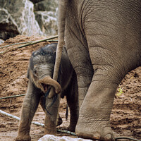 Buy canvas prints of Playful Baby Elephant Tugs on Mother's Tail by Ben Delves