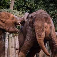 Buy canvas prints of Playful Family of Endangered Elephants by Ben Delves