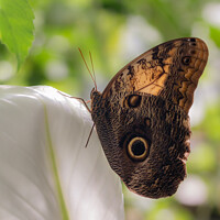 Buy canvas prints of Majestic Owl Butterfly by Ben Delves