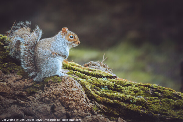 Grey Squirrel Picture Board by Ben Delves