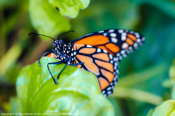 Majestic Plain Tiger Butterfly Climbing Up a Leaf Picture Board by Ben Delves