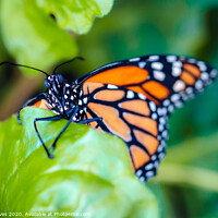 Buy canvas prints of Majestic Plain Tiger Butterfly Climbing Up a Leaf by Ben Delves