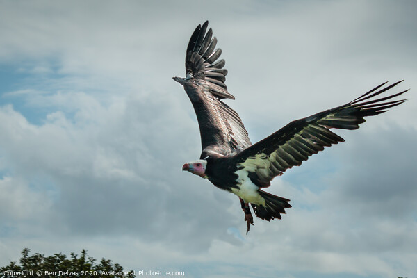 Majestic African Vulture Spreading Its Wings Picture Board by Ben Delves