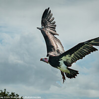 Buy canvas prints of Majestic African Vulture Spreading Its Wings by Ben Delves