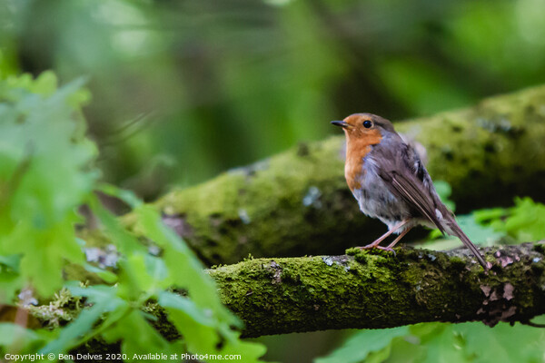 A small bird perched on a tree branch Picture Board by Ben Delves