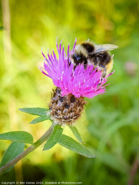 Bumblebee on a pink thistle flower Picture Board by Ben Delves