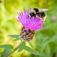Buy canvas prints of Bumblebee on a pink thistle flower by Ben Delves