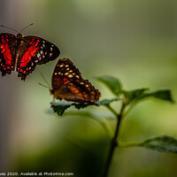 Buy canvas prints of Butterfly courtship by Ben Delves